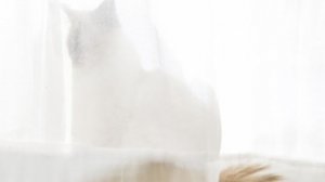 Кошки видят призраков