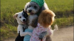 Бабушка-пудель в винограднике �