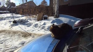 Счастливый кот. Греется в лучах зимнего солнца / Happy Cat. Warming Up in the Winter Sun