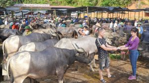 Покупаю двух больших буйволов у фермера, и перепродаю их на местном рынке. Нхат. Вьетнам