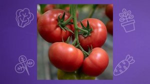 10 лучших урожайных сортов томатов для выращивания в 2026 году!