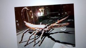 гигантские насекомые