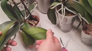 ❗Режем❗Не ждём . Цветоносы поменяли цвет и усыхать стали от ствола, пятна.