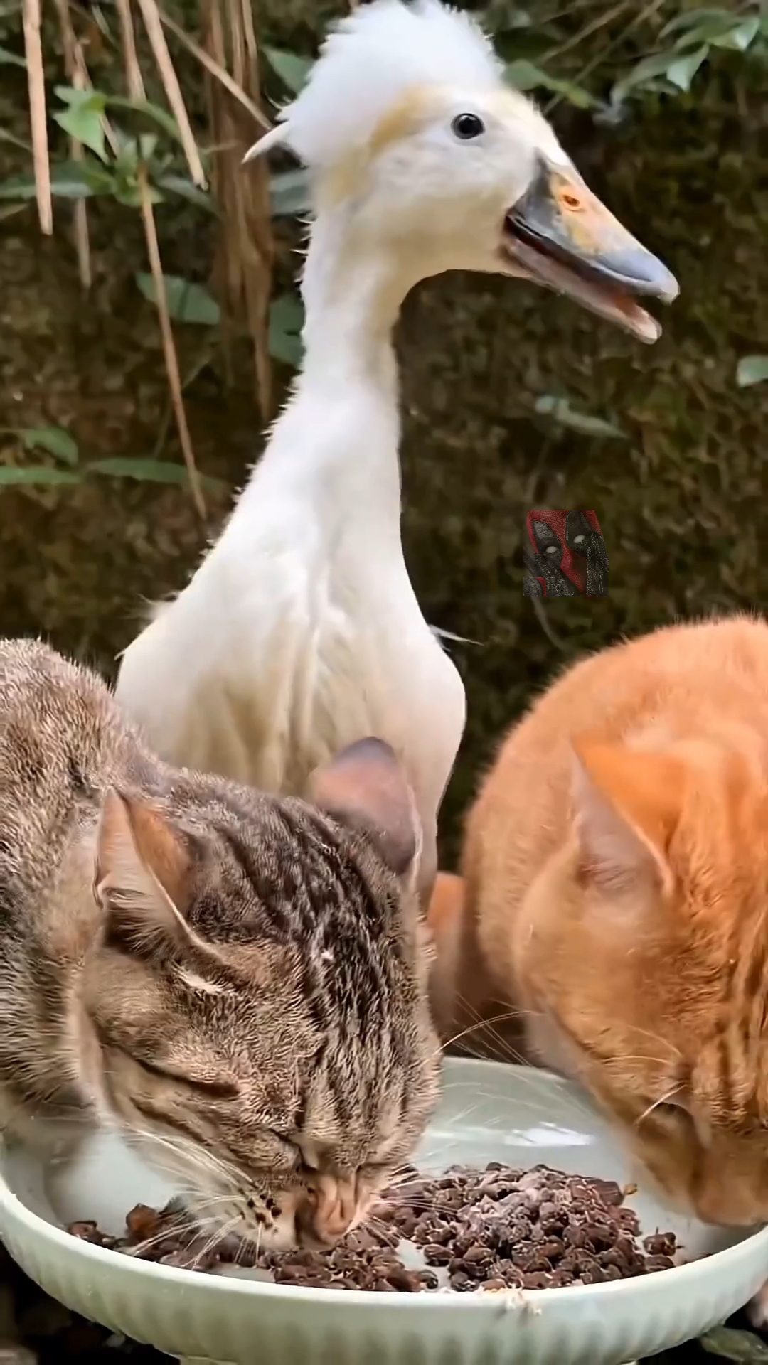 Зоов Природы 😼🫶😎