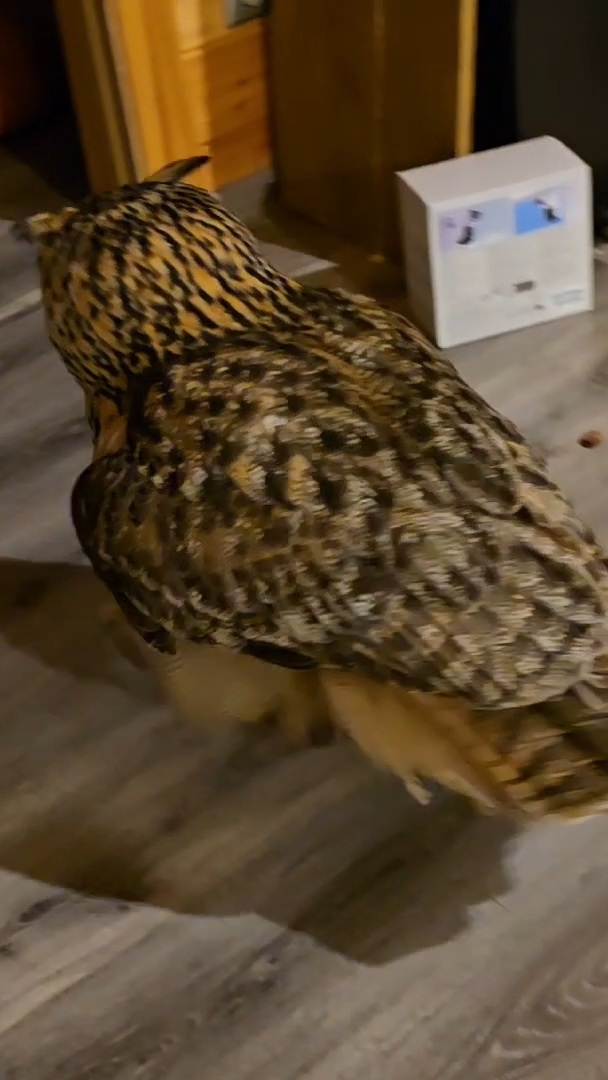 Сова Ёль решила капитально докопаться до Артёма