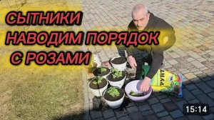 САМВЕЛ АДАМЯН, СЫТНИКИ, НАВОДИМ ПОРЯДОК С РОЗАМИ..