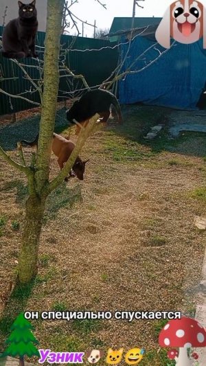 Узник-1🐶🐱😅