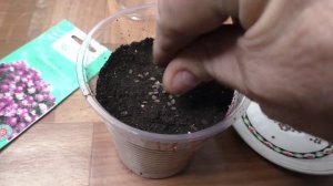 Первые всходы ибериса на рассаду