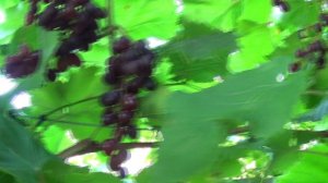 Ртищевский виноград на 02.09.2025