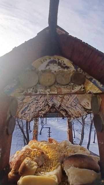 1000011677.mp4Кормушка.10.03.2026г.