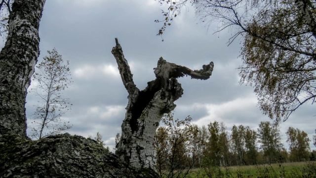 Удивительные моменты в природе(идёшь, замечаешь и смешно))