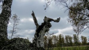 Удивительные моменты в природе(идёшь, замечаешь и смешно))