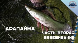 Арапайма. Часть вторая - Взвешивание