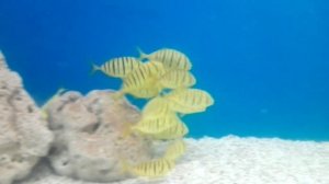 Нячанг аквариум