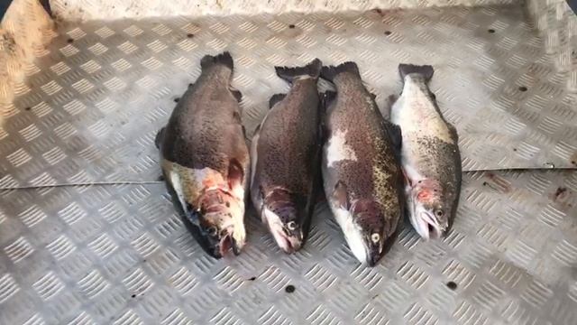 улов форели