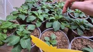 ПЕТУНИЯ ПОСЛЕ ПИКИРОВКИ.ВАЖНЫЕ СОВЕТЫ.2026