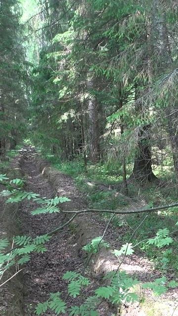 Пуговица орлянка на краю канавы #shorts #леснойкоп #старина #пуговица #находкисметаллоискателем