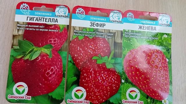 О всходах и первом уходе зе клубникой из семян