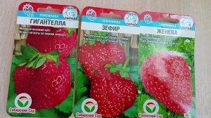 О всходах и первом уходе зе клубникой из семян