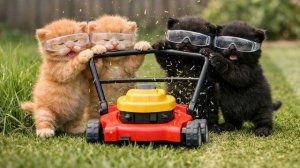 Котята ходят от дома к дому, выполняя работы по уходу за двором - реакция рыжей мамы и черного папы!