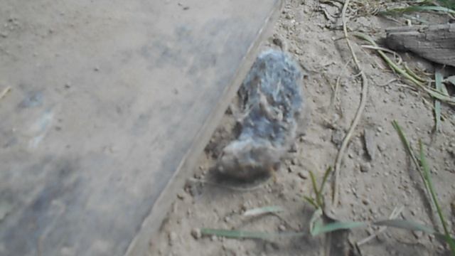 132 2019.07.13_12.51.34 Мышь есть, а Маньки нету.