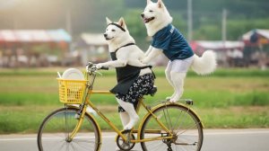 Влог братьев чиндок начинается! Один день из жизни Чиндоль-и и Пэкдоль-и 🐾