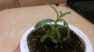 Выращивание розмарина из семян.(апрель2020год)