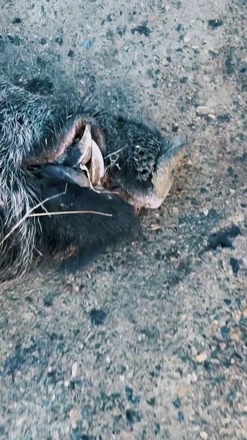 ТРОФЕЙ НА 200 КГ! #охота #охотанакобана #трофейныйкабан #трофейнаяохота #охотхозяйство