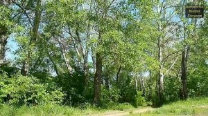 Пернатая Гадалка -  Автор текста Александр Сажин