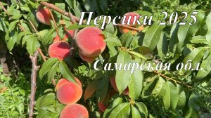 Вторая часть. Персики в 2025г