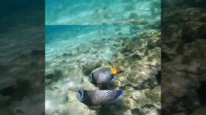 Обворожительный императорский ангел! Park Regency Sharm El Sheikh Resort!