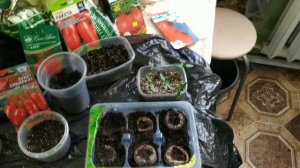 Весна на подоконнике