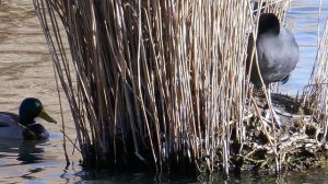 Весна пришла,весне дорогу_10.03.2026г