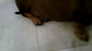 158 2019.11.15_21.57.23 Манька и кусок колбасы.