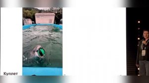 Сигнализация черноморской афалины в контексте обучения в условиях неволиБутрим Анна Викторовна