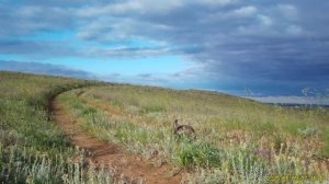 Заяц  - русак