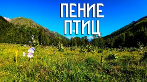Пение птиц / Чёрный дрозд и синицы / Звуки природы
