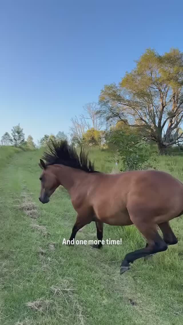 How life with horses can be once you 'let go' of the rules and what's expected#Funnyhorse