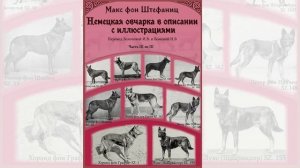3_2 Ознак фрагмент Штефаниц Немецкая овчарка в описании с иллюстрациями