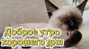 Доброе утро хорошего дня музыкальная открытка ☀️🎶