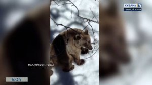 В горах Сочи проснувшийся медведь напугал туриста и загнал его на дерево