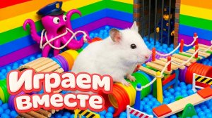ХОМЯК ВЫБИРАЕТСЯ ИЗ СЕКРЕТНОЙ ХОМЯЧЕЙ ТЮРЬМЫ 🏁🐹 Помогаем выбраться из лабиринта №6