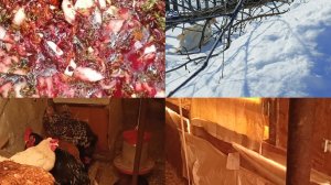 Сильный мороз. Сбежала утка. Мешанка витаминная