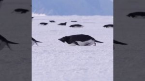 Час пик в Арктике