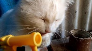 Ночи с мурочкой булочкой 3 город трейлер ( официальный трейлер)