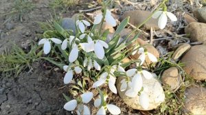 Весна пришла🌸 / 10 марта 2026 год ✨