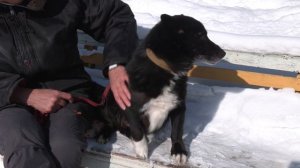 Ищу тебя, хозяин