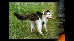 02 Крименальные анекдоты