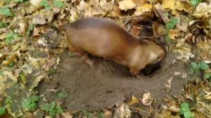 109 2018.11.19_10.37.13