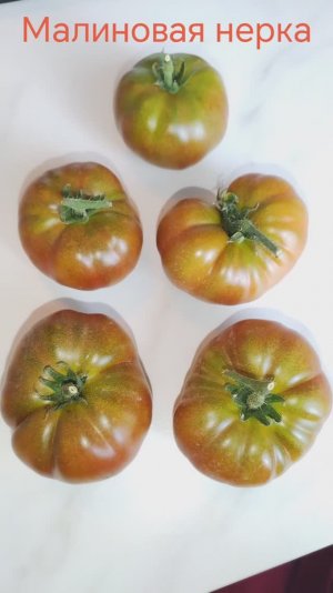 Томат Гном Малиновая нерка. #томатысериигном, #гноммалиноваянерка, #томатмалиновпянерка, #гномы